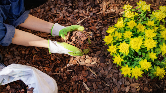 Landscaping Updates That Add Curb Appeal Without Overspending | Dickerson & Nieman Realtors